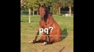 Anuncio Especial!!! (with english subtitles) *really loud*