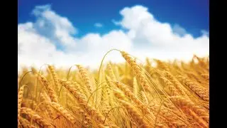Косил Ясь конюшину