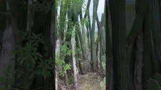 Paisagens naturais do sertão