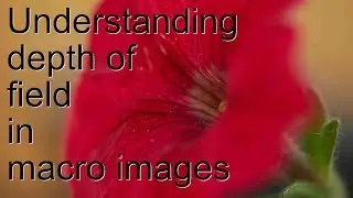 How depth of field works in a macro image