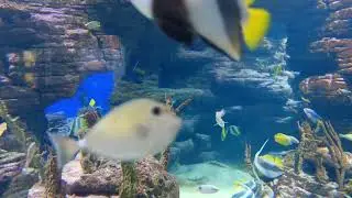 The Sound of Inner Peace – Deep Relaxing Music for Meditation,Zen, Yoga and Stress Relief | Aquarium