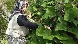 Kaldırık Otu Sarma Ve Turşuluk Topladık