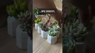 Succulent favours…😍 #succulent #succulentlove