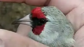 goldfinch of Uzbekistan