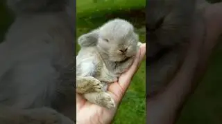 Cute bunny sleeping 🐰