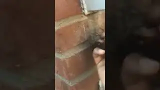 ТЫ НИКОГДА НЕ ВИДЕЛ СТОЛЬКО ПАУКОВ  #пауки #shorts #шортс #страх