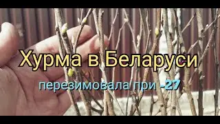 Persimmon overwintered in open ground in Belarus.