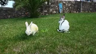 No Copyright Stock Footage - Rabbit
