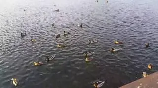 Зима. Утка на Енисее.