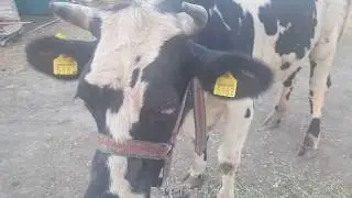 Coryza Gangrenosa bovum / İneklerde  Koyun Hastalığının Semptomları
