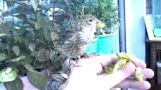 Зеленушка поедает салат