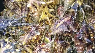# episode 10, Try to mukbang sea shell, #SAANG. Sobrang sarap mga ka bro..
