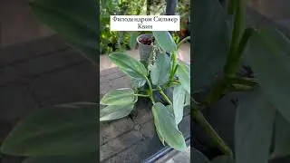 Филодендрон Сильвер Квин