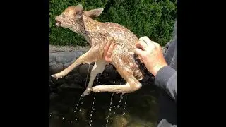 Cucciolo di cerbiatto smarrito rivede la madre