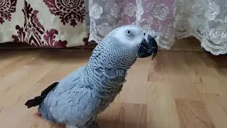 Наблатыканный попугай матершинник говорит с хозяином Попугай матершинник поёт Попугай матерится