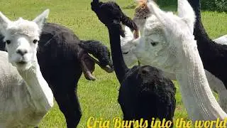 Alpaca Giving Birth
