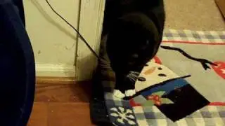 Scared Cat Burnout FAIL