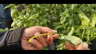 AGRI MO-EL