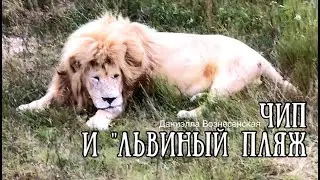 ЧИП ,МАЛЫШ, ПЕРСЕЙ, АЛЕКС, АЗИЗА,СТЕПАШКА и компашка. Львы на 