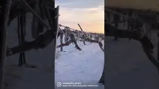 Как выглядит настоящая зима на винограднике