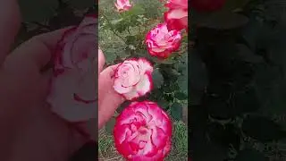 розы на штамбе,деревья плетёные,гортензии