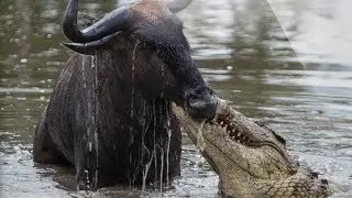 буйвол пить речную воду, сюрприз крокодил атака, один буйвол раненый