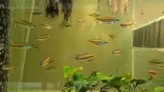 Phenacogrammus aurantiacus