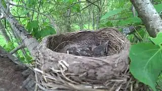 Уголок родной природы, нашли гнездо с птенчиками, в лес 26 мая 2023 3 часть
