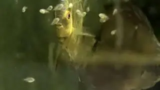 Discus Fry 10