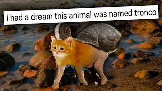 the strangest dreams people have had...
