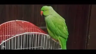 talking parrot | miyan mithu | ringneck parrot | #green #bird #ringneck #parrot #viral