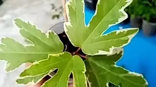 Каневская. Завершают показ экзоты Ирины.