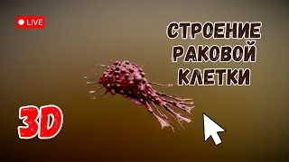 Как устроены раковые клетки и метастазы. Изучаем в 3D.