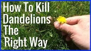 How To Kill Dandelions The Right Way!