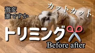 モコモコシーズー🐶🐶トリミング行きました✂️