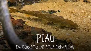 Peixes da espécie PIAU em rio de água cristalina!