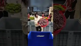 Секрет виноградного сока😮