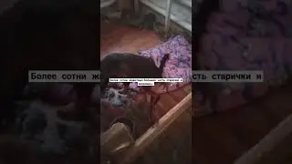 #домашнийприютмилосердие Всегда нуждаемся в Вашей помощи 🙏🏼+79278920802