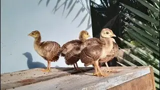 Baby Peacocks_Peachicks