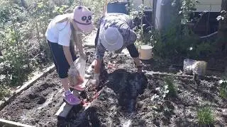 Сажаю картошку вместе с внуками. Секреты высокого урожая картофеля!!!
