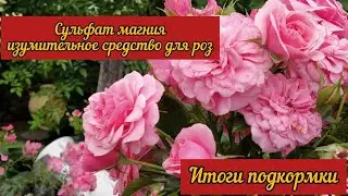Magnesium sulfate is an amazing remedy for roses. Results of feeding.