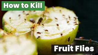How to Kill Fruit Flies Fast – Proven Methods You Must Try