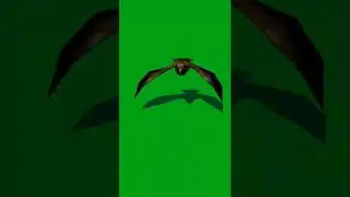 Bird green screen video