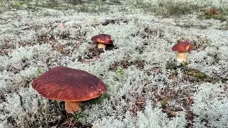 ЭТО СЕВЕР - ВЕЛИКИЙ УСТЮГ, ГРИБЫ БОРОВИКИ
