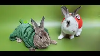 Rabbits want to do photoshoot