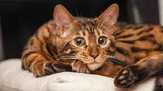 How to Determine Your Cat's Breed?