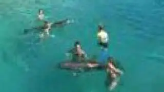 Curacao - Dolphin Academy - 19/12/2006