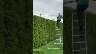 Стрижка живой изгороди из туй.