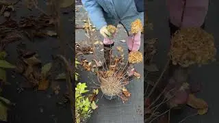 Ошмыгивание гортензий: новый взгляд на заботу о растениях! 🌨🌸