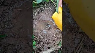 Cricket cave 🦗🦗🥰 | Tropical Forest Bees #cricket